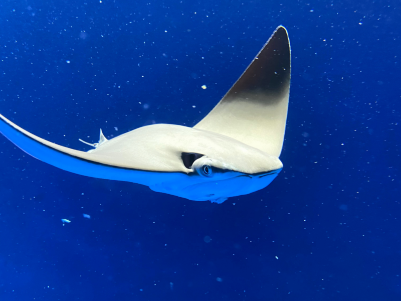2026桃園水族館Xpark體驗心得:13展區亮點/便宜門票/表演時間/餐廳與停車攻略 17 Xpark水族館暖海生機展區中迎面游近的魟魚特寫