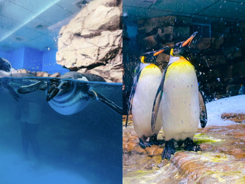2026桃園水族館Xpark體驗心得:13展區亮點/便宜門票/表演時間/餐廳與停車攻略 5 Xpark企鵝水下游泳與國王企鵝並肩站立的雙景畫面