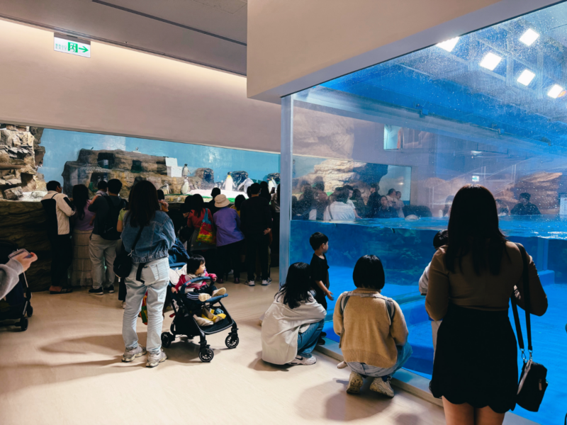 2026桃園水族館Xpark體驗心得:13展區亮點/便宜門票/表演時間/餐廳與停車攻略 6 Xpark企鵝奇遇展區,遊客從陸地與水下觀景窗欣賞企鵝