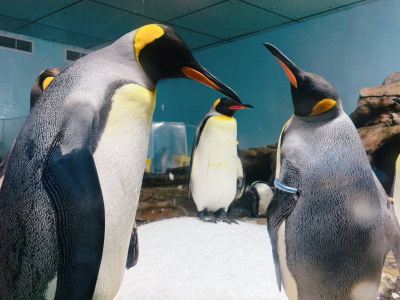 2026桃園水族館Xpark體驗心得:13展區亮點/便宜門票/表演時間/餐廳與停車攻略 35 Xpark企鵝奇遇展區的國王企鵝群近距離站在雪地前