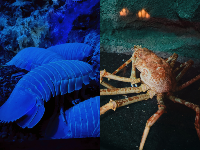 2026桃園水族館Xpark體驗心得:13展區亮點/便宜門票/表演時間/餐廳與停車攻略 25 Xpark水族館深海生物展示,大王具足蟲與巨型螃蟹同框