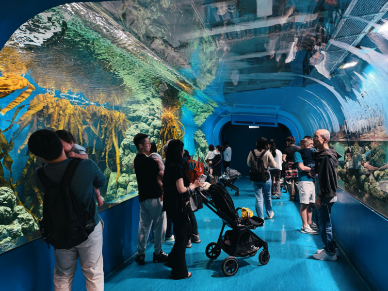 2026桃園水族館Xpark體驗心得:13展區亮點/便宜門票/表演時間/餐廳與停車攻略 24 Xpark水族館寒帶行凍展區的海底隧道與大型海藻水槽