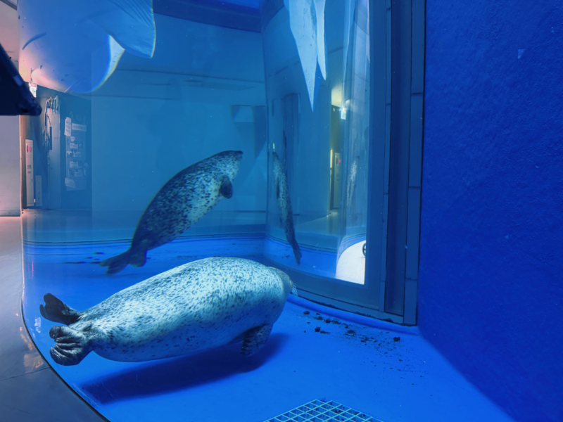 2026桃園水族館Xpark體驗心得:13展區亮點/便宜門票/表演時間/餐廳與停車攻略 22 Xpark海豹在寒帶行凍展區弧形透明水槽中游動