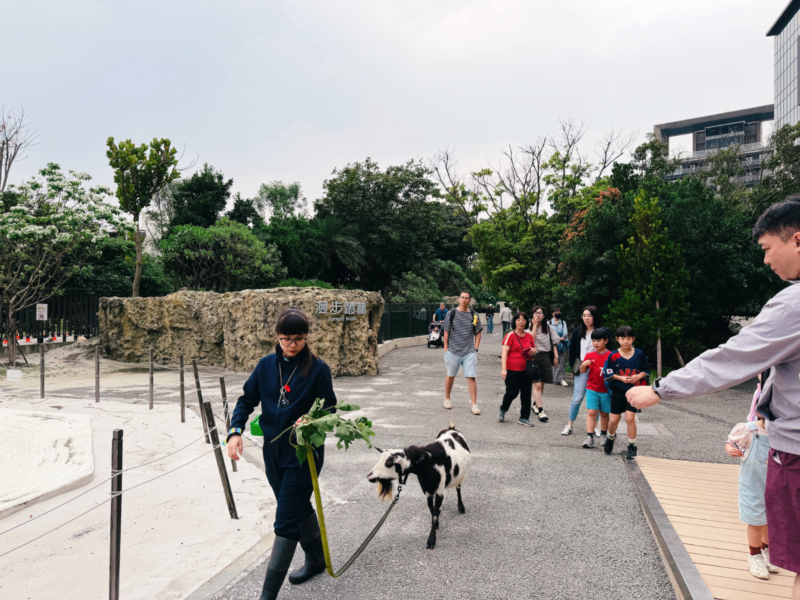 2026桃園水族館Xpark體驗心得:13展區亮點/便宜門票/表演時間/餐廳與停車攻略 42 Xpark漫步叢林戶外區,工作人員帶山羊穿越參觀動線