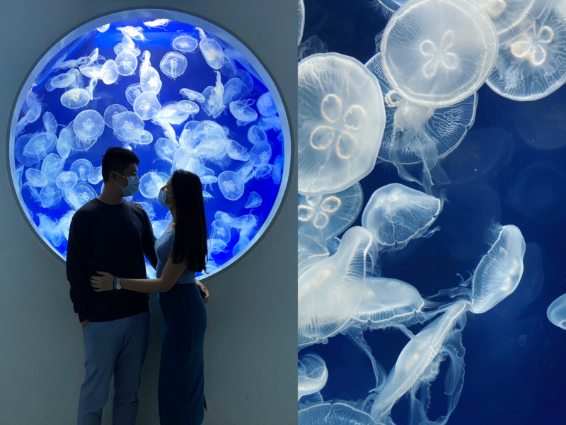 2026桃園水族館Xpark體驗心得:13展區亮點/便宜門票/表演時間/餐廳與停車攻略 3 Xpark水母圓形觀景窗與透明水母近景,呈現藍色夢幻展區