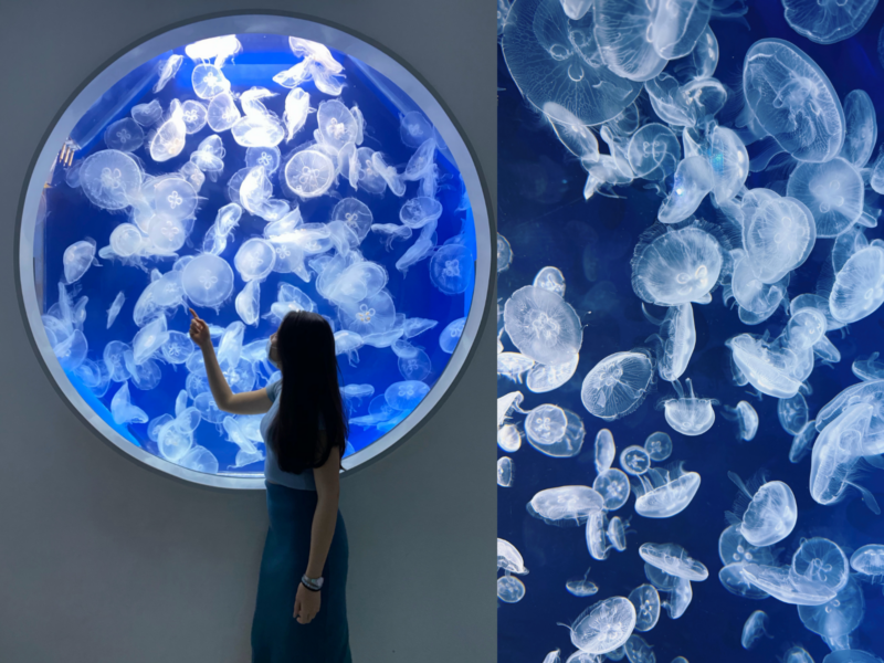 2026桃園水族館Xpark體驗心得:13展區亮點/便宜門票/表演時間/餐廳與停車攻略 32 Xpark水母牆圓形觀景窗,近距離欣賞成群透明水母漂浮