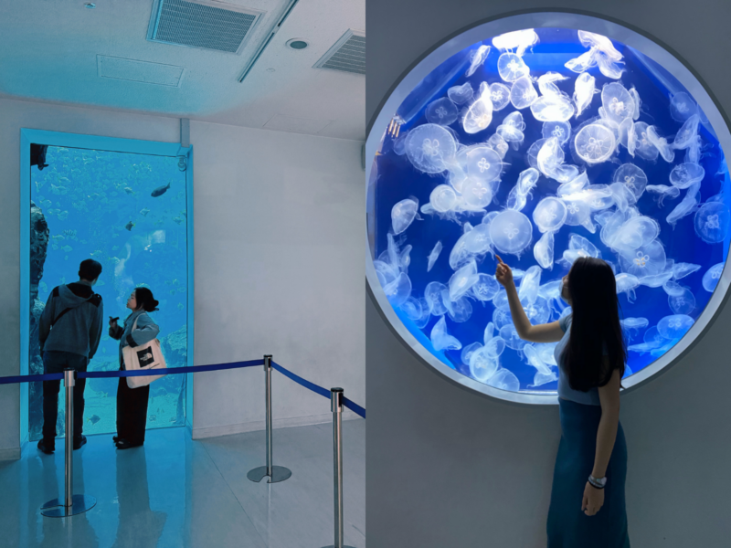 2026桃園水族館Xpark體驗心得:13展區亮點/便宜門票/表演時間/餐廳與停車攻略 58 Xpark水母觀景區同時可見大型魚缸與圓形水母展示窗