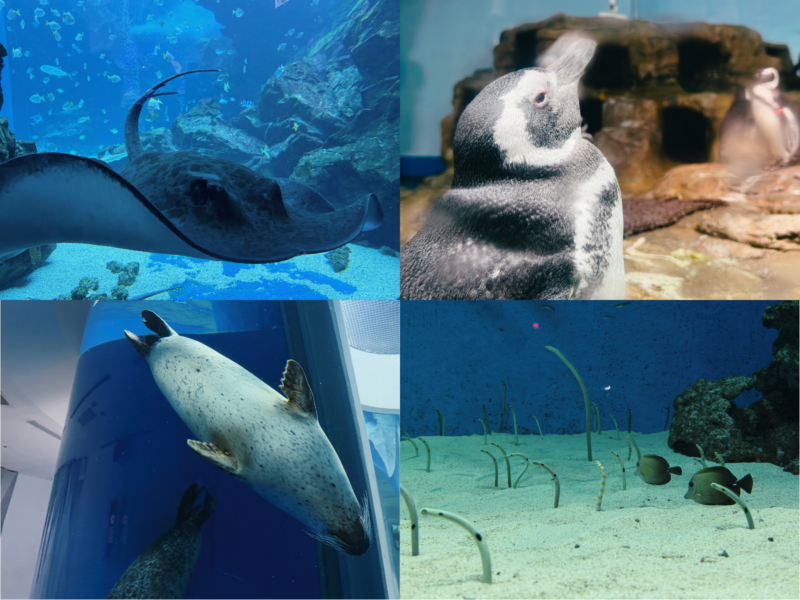 2026桃園水族館Xpark體驗心得:13展區亮點/便宜門票/表演時間/餐廳與停車攻略 54 Xpark水族館海洋動物總覽含魟魚、企鵝、海豹與花園鰻