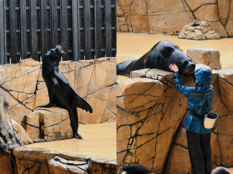 2026桃園水族館Xpark體驗心得:13展區亮點/便宜門票/表演時間/餐廳與停車攻略 46 Xpark海獅表演中海獅在岩台與訓練員近距離互動