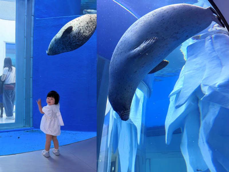 2026桃園水族館Xpark體驗心得:13展區亮點/便宜門票/表演時間/餐廳與停車攻略 23 Xpark海豹貼近弧形水槽游泳,幼童站在觀景窗旁觀看