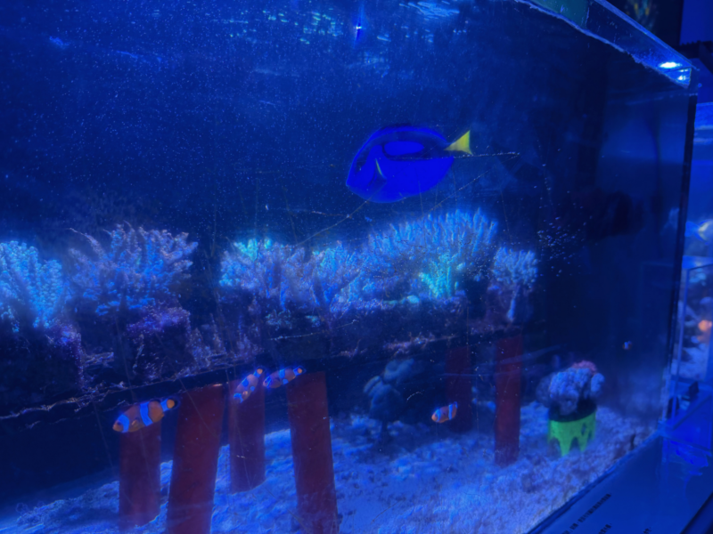 2026桃園水族館Xpark體驗心得:13展區亮點/便宜門票/表演時間/餐廳與停車攻略 15 Xpark珊瑚之森展區的擬刺尾鯛與小丑魚珊瑚缸