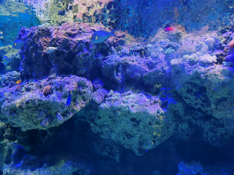 2026桃園水族館Xpark體驗心得:13展區亮點/便宜門票/表演時間/餐廳與停車攻略 14 Xpark珊瑚之森水槽的珊瑚礁景觀與多種熱帶魚