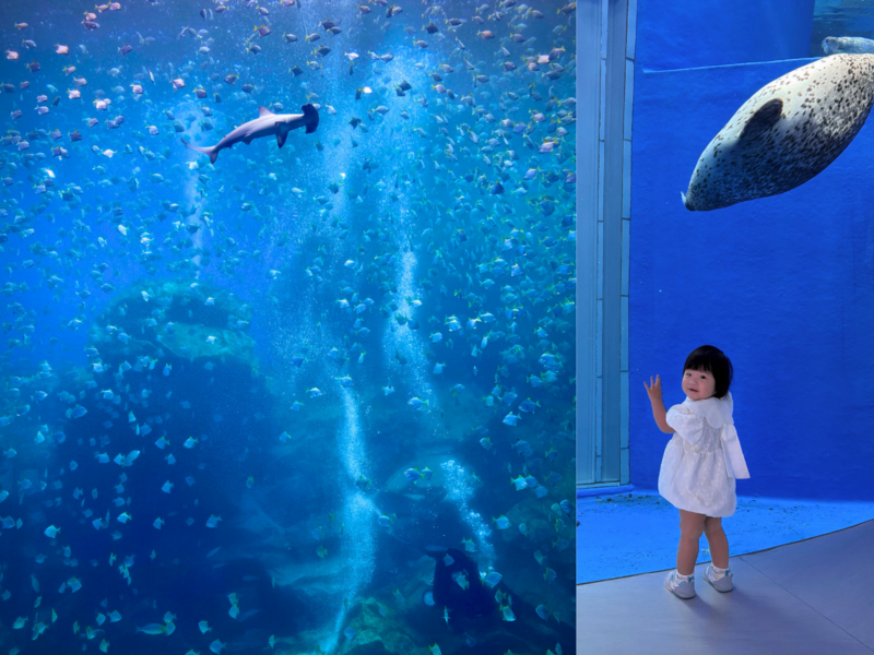 2026桃園水族館Xpark體驗心得:13展區亮點/便宜門票/表演時間/餐廳與停車攻略 4 Xpark海豹與福爾摩沙大水槽魚群的親子參觀畫面