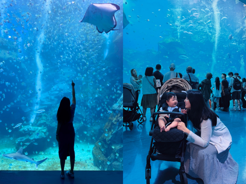 2026桃園水族館Xpark體驗心得:13展區亮點/便宜門票/表演時間/餐廳與停車攻略 12 Xpark水族館福爾摩沙大水槽中的魟魚、鯊魚與魚群