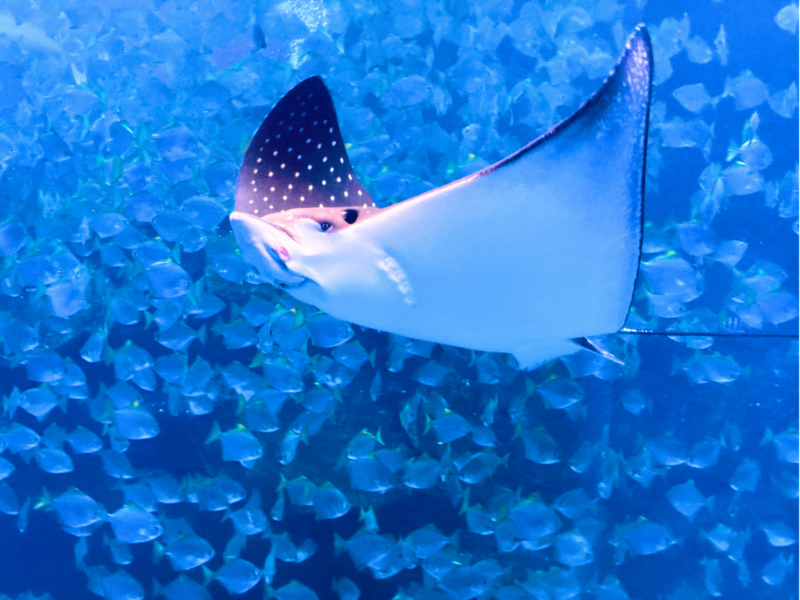 2026桃園水族館Xpark體驗心得:13展區亮點/便宜門票/表演時間/餐廳與停車攻略 11 Xpark水族館福爾摩沙展區魟魚近距離游過銀色魚群