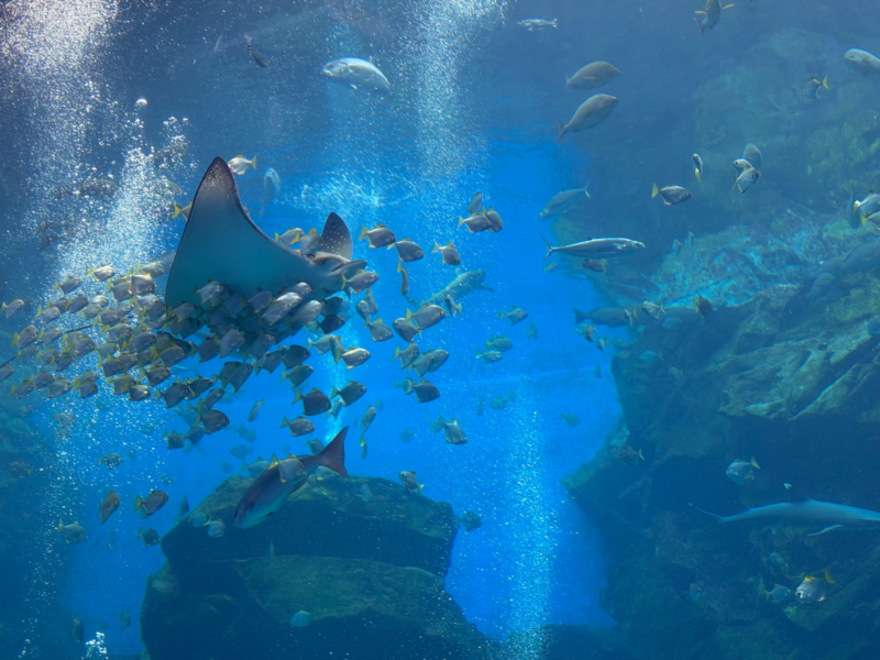 2026桃園水族館Xpark體驗心得:13展區亮點/便宜門票/表演時間/餐廳與停車攻略 44 Xpark表演銀鯧幻影之美,魟魚與銀鯧魚群游過氣泡水幕