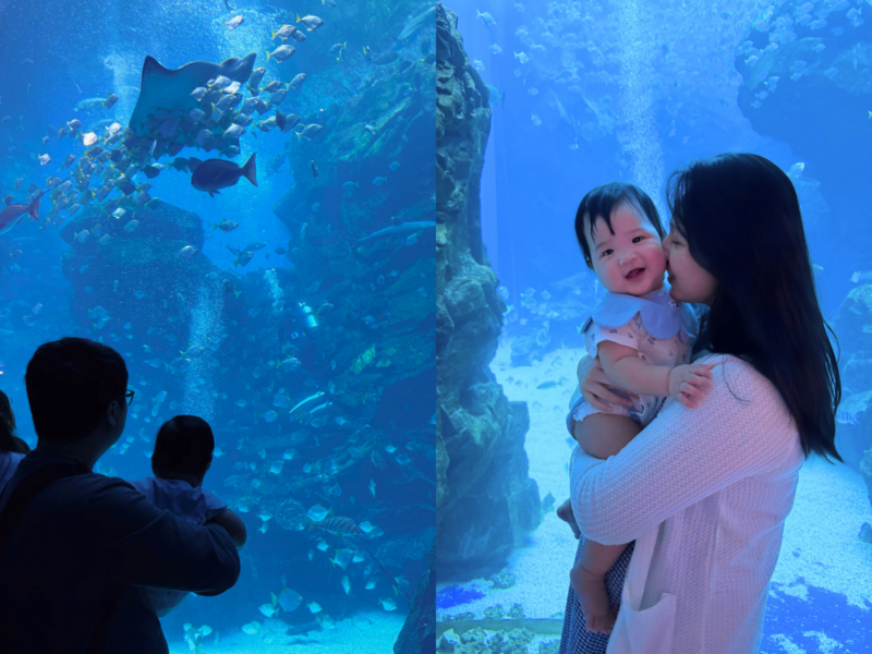 2026桃園水族館Xpark體驗心得:13展區亮點/便宜門票/表演時間/餐廳與停車攻略 45 Xpark表演銀鯧幻影之美,親子觀賞魟魚、魚群與潛水員