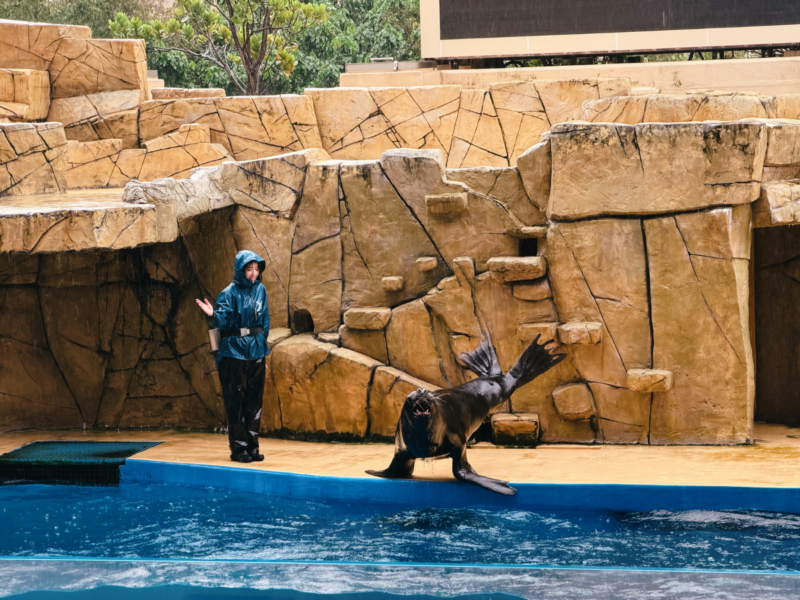 2026桃園水族館Xpark體驗心得:13展區亮點/便宜門票/表演時間/餐廳與停車攻略 43 Xpark表演「與眾同樂」海獅在池邊與訓練員互動