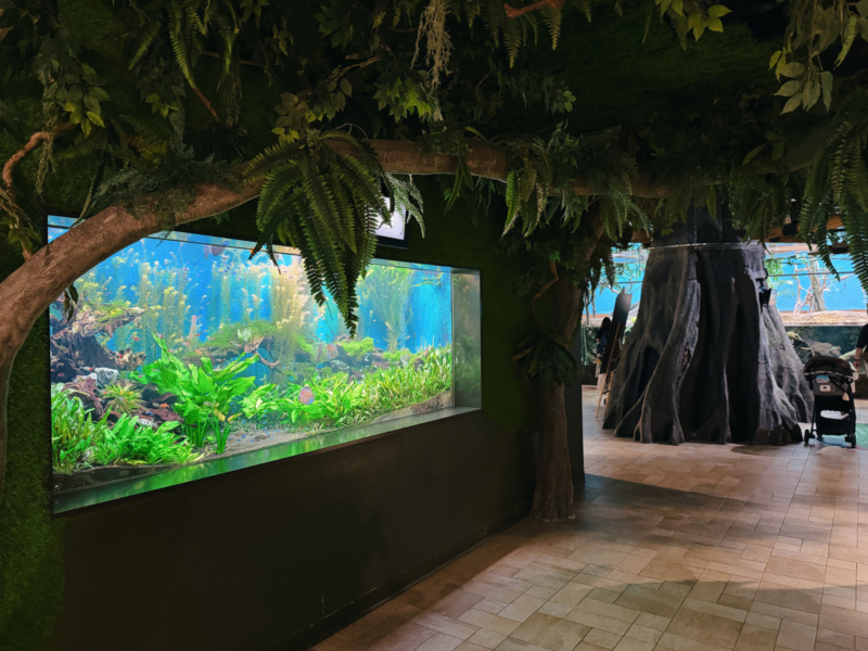 2026桃園水族館Xpark體驗心得:13展區亮點/便宜門票/表演時間/餐廳與停車攻略 19 Xpark水族館雨林探險展區的熱帶植栽與大型淡水魚缸
