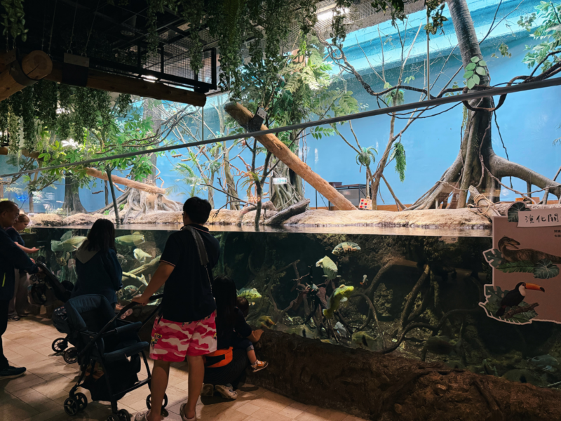 2026桃園水族館Xpark體驗心得:13展區亮點/便宜門票/表演時間/餐廳與停車攻略 21 Xpark水族館雨林探險展區的大型淡水魚缸與樹根造景