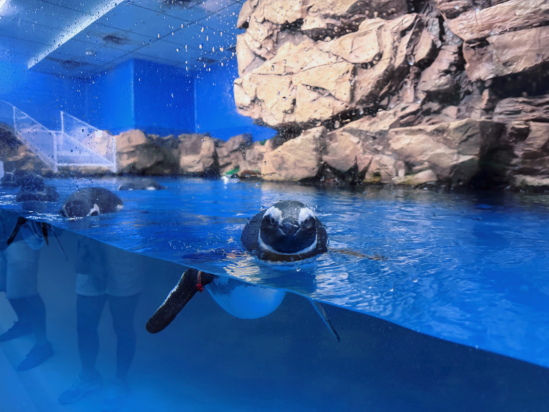 2026桃園水族館Xpark體驗心得:13展區亮點/便宜門票/表演時間/餐廳與停車攻略 36 Xpark企鵝奇遇展區的麥哲倫企鵝貼近水面游泳