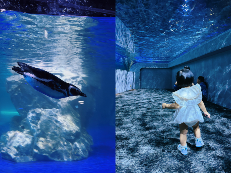 2026台中海洋館必看9大展區攻略!便宜門票/預約方式/海線一日遊路線推薦-TaichungAquarium 10 台中海洋館企鵝區照片拼圖,呈現水中游泳的企鵝與幼童走進觀景隧道的畫面
