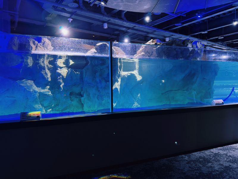 2026台中海洋館必看9大展區攻略!便宜門票/預約方式/海線一日遊路線推薦-TaichungAquarium 31 台中海洋館企鵝區開放式展缸,透明缸壁呈現水下環境與上方岩石平台