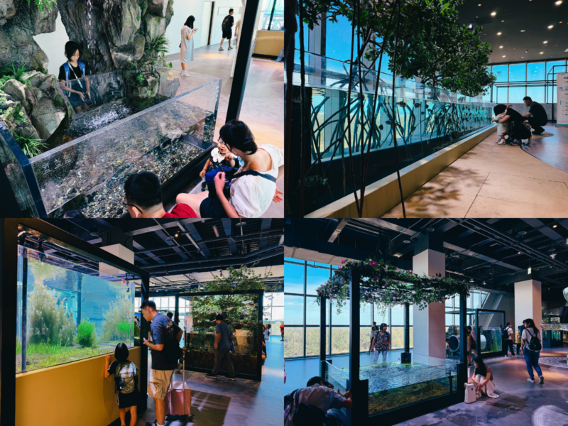 2026台中海洋館必看9大展區攻略!便宜門票/預約方式/海線一日遊路線推薦-TaichungAquarium 62 台中海洋館台中河川區展示缸拼圖,呈現岩壁、水草造景與親子觀察魚群的畫面