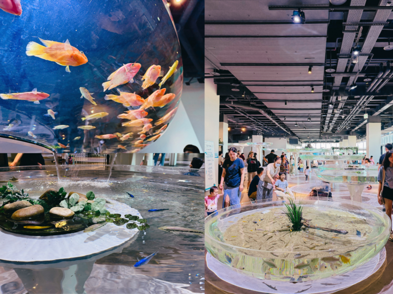 2026台中海洋館必看9大展區攻略!便宜門票/預約方式/海線一日遊路線推薦-TaichungAquarium 4 台中海洋館台中河川區蓮花造型展缸拼圖,展示弧形缸壁中的魚群與環繞式參觀空間