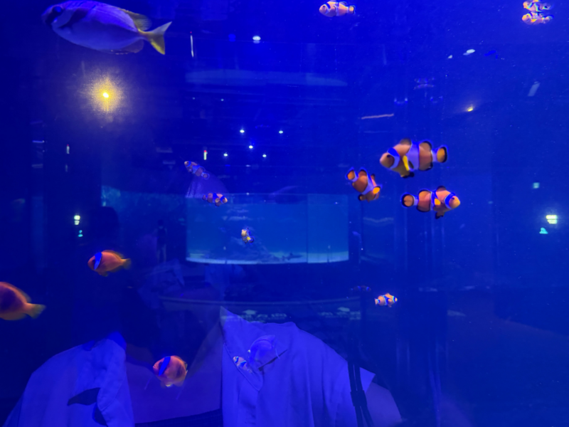 2026台中海洋館必看9大展區攻略!便宜門票/預約方式/海線一日遊路線推薦-TaichungAquarium 42 台中海洋館璀璨珊瑚區,多隻橘白相間的小丑魚在藍色展缸中游動