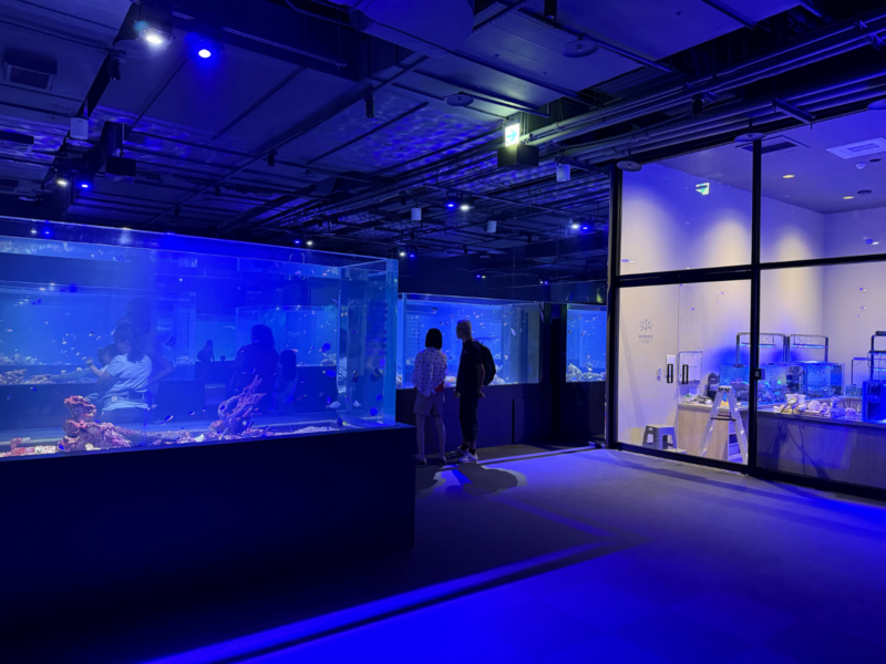 2026台中海洋館必看9大展區攻略!便宜門票/預約方式/海線一日遊路線推薦-TaichungAquarium 40 台中海洋館璀璨珊瑚區參觀走道,藍色燈光映照大型珊瑚展缸