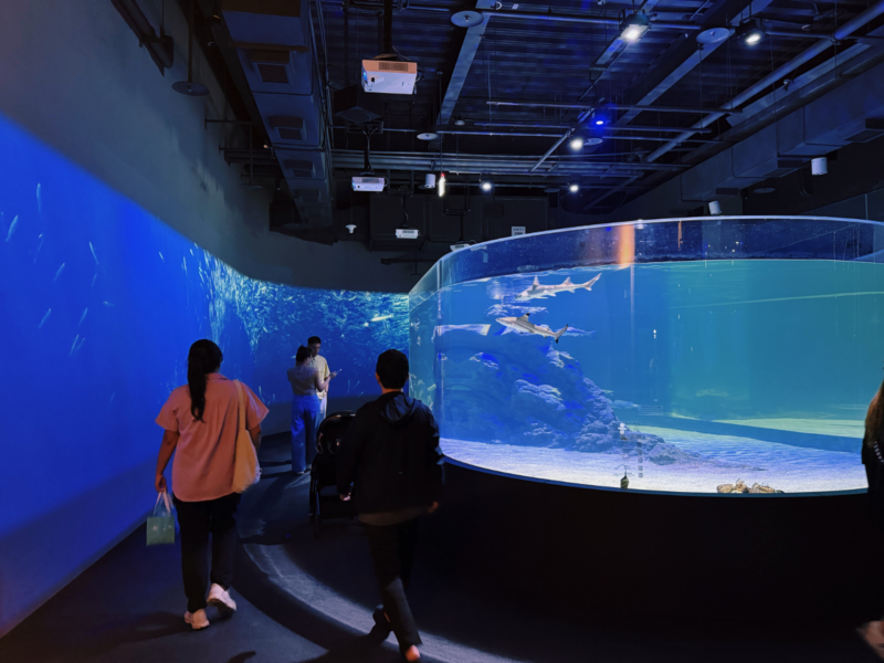 2026台中海洋館必看9大展區攻略!便宜門票/預約方式/海線一日遊路線推薦-TaichungAquarium 43 台中海洋館鯊魚巡游區,遊客沿弧形走道欣賞透明展缸內的鯊魚